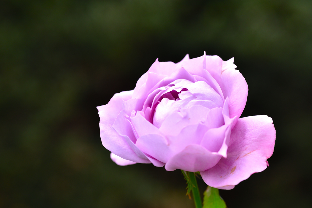 秋バラが咲いた　24