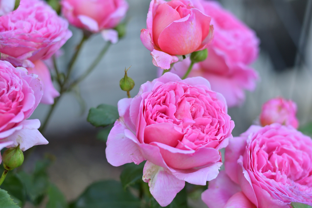 咲き進むバラたち 20