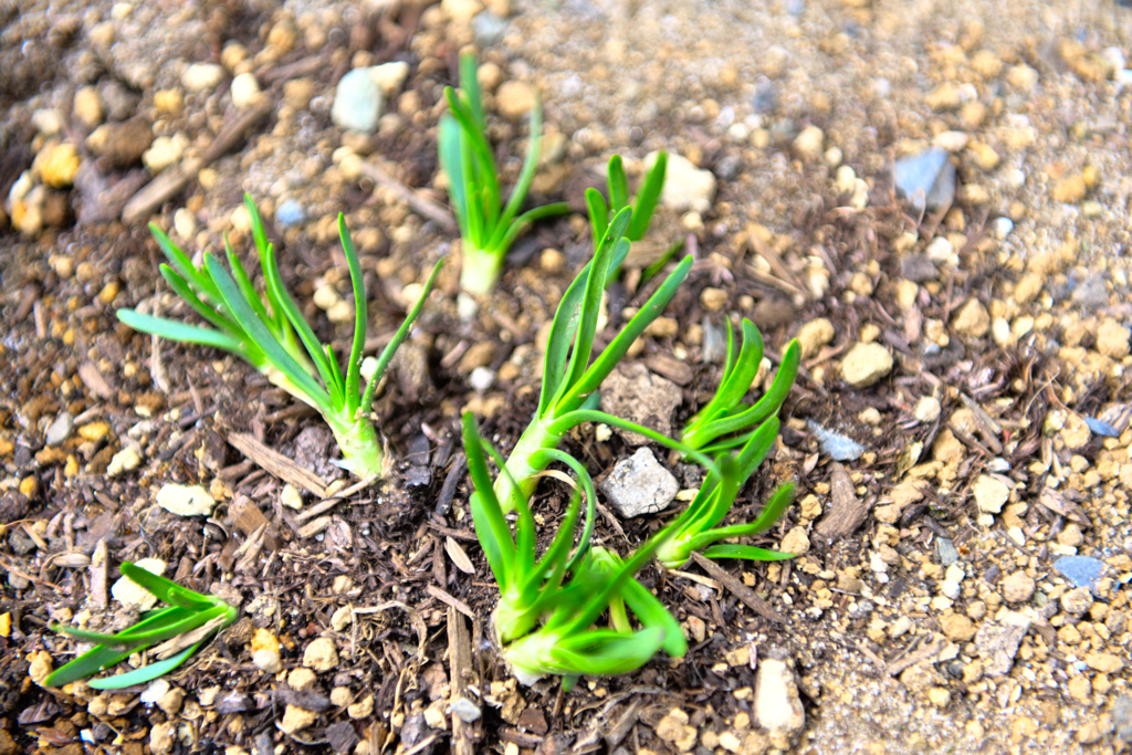湧きいずる宿根 ②