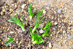 湧きいずる宿根 ②