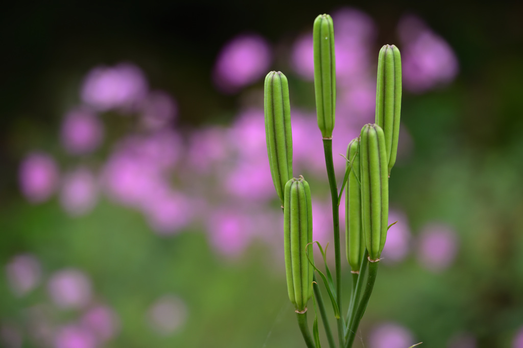ご近所のお庭にて