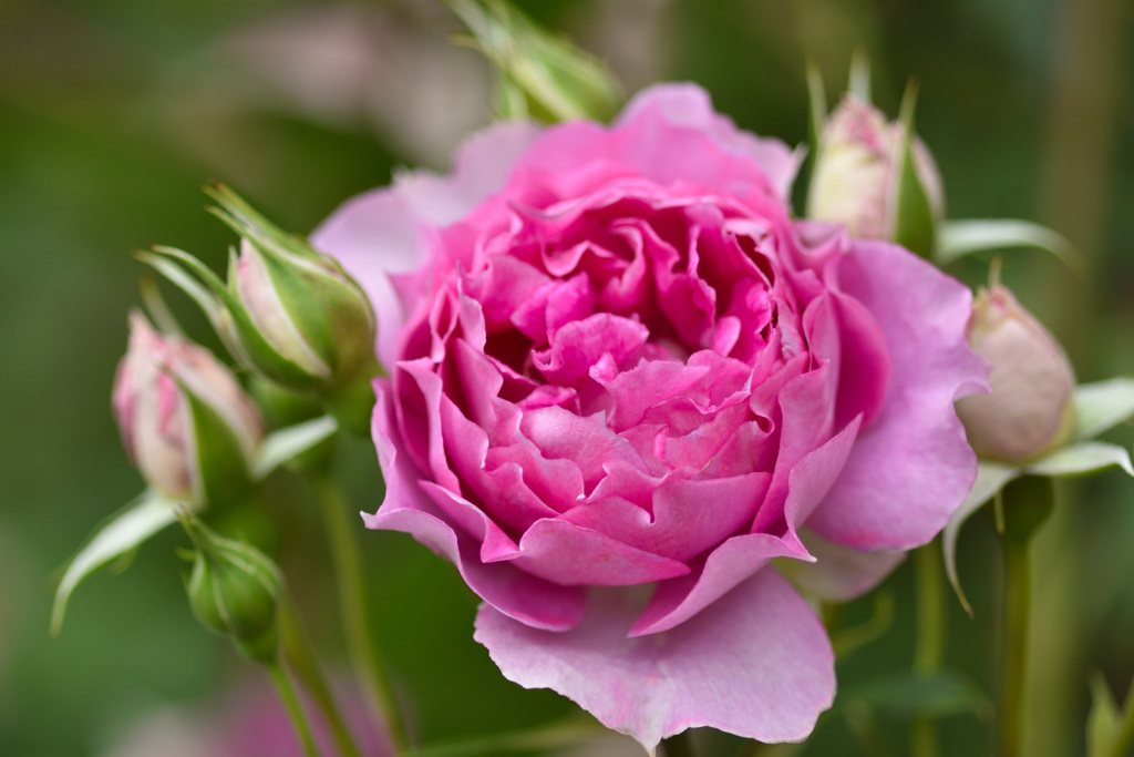 秋バラが咲いた　9