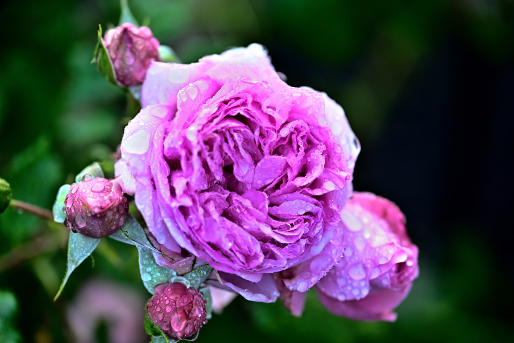 My rose 19