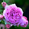 My rose 19