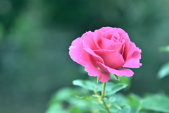 咲き進む秋バラたち 21