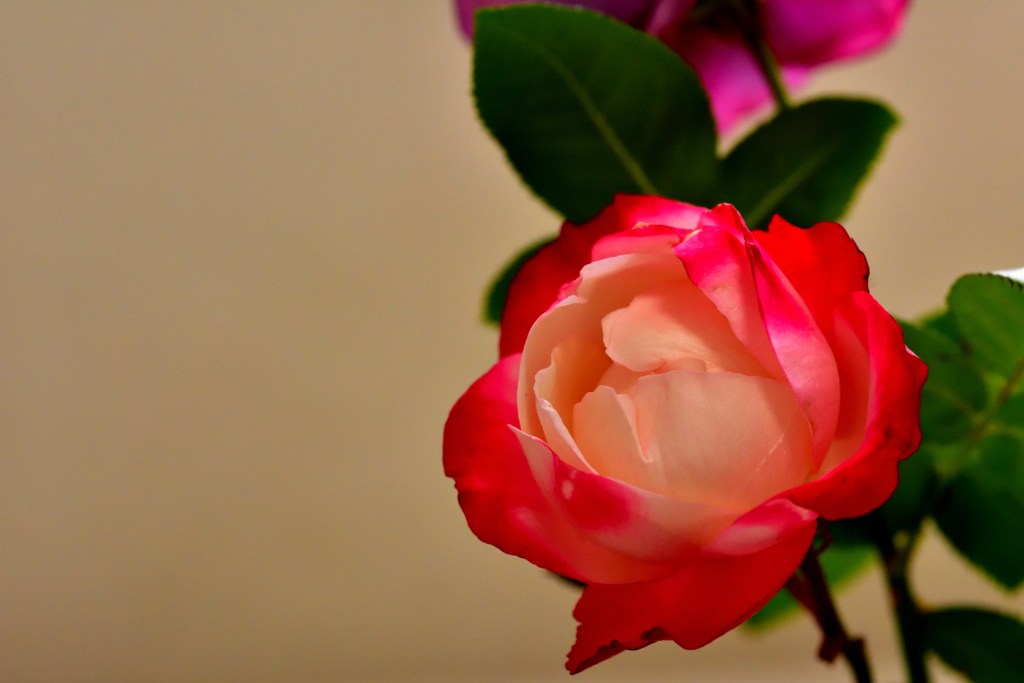 秋バラが咲いた　29