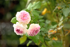 咲き進む秋バラたち ⑭