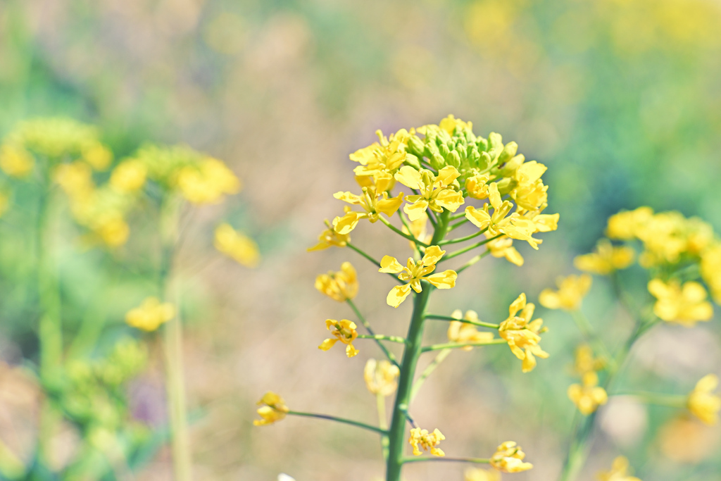 Spring has come! ④