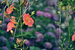 紫陽花を背に凌霄花
