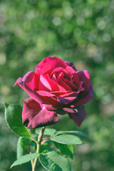My rose 15