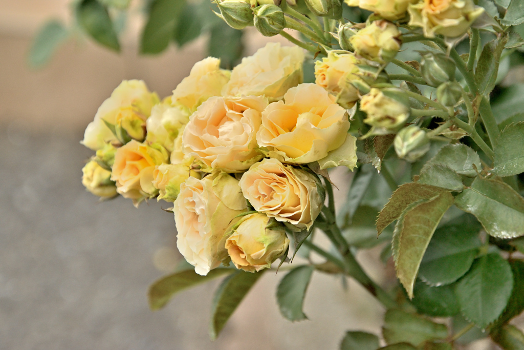 咲き進むバラたち 32