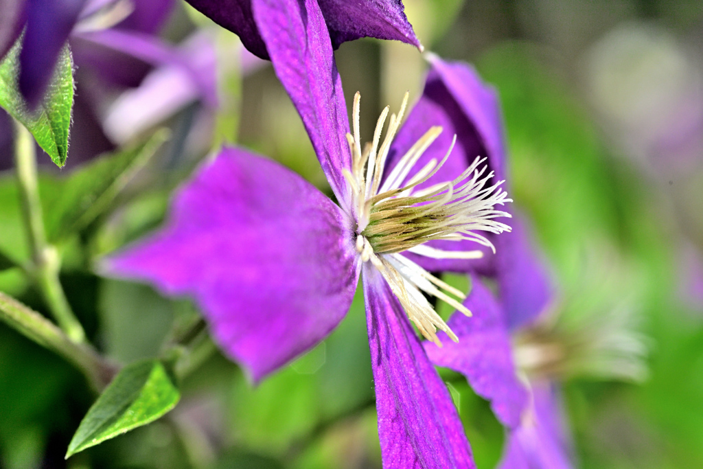 クレマチス・ミケリテ ②