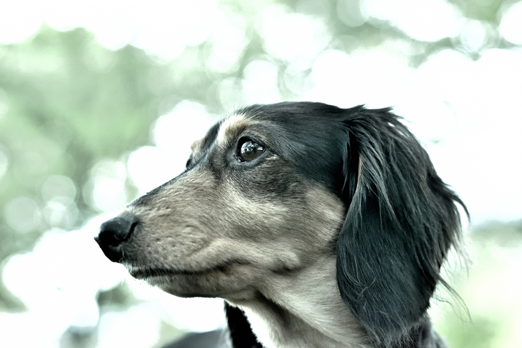 犬をdrama化 ②