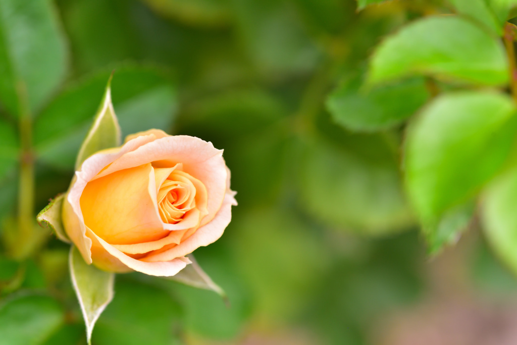 秋バラが咲いた　1