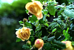 My rose 20