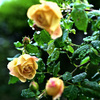 My rose 20