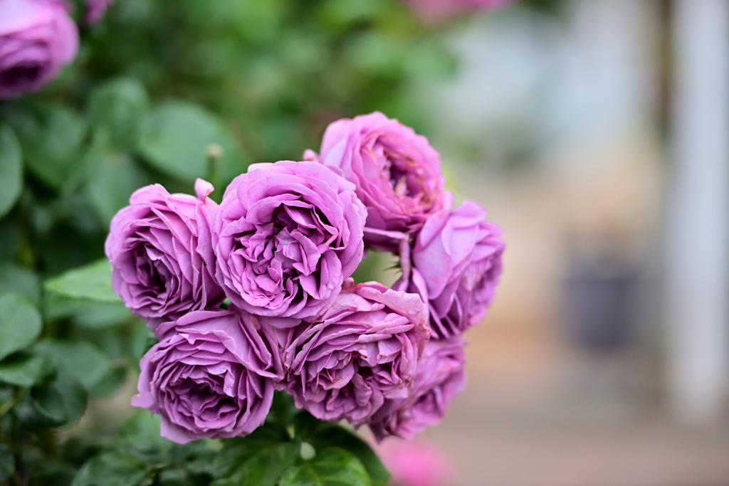 咲き進むバラたち ⑰