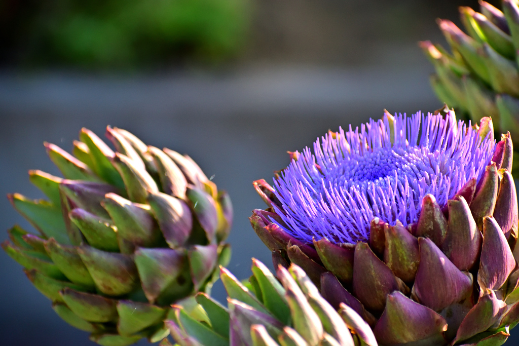 アーティチョーク