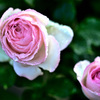 My rose 23