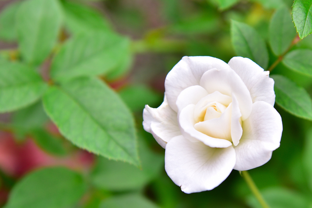 秋バラが咲いた　12