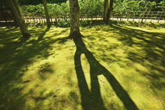 幹高く、影長く
