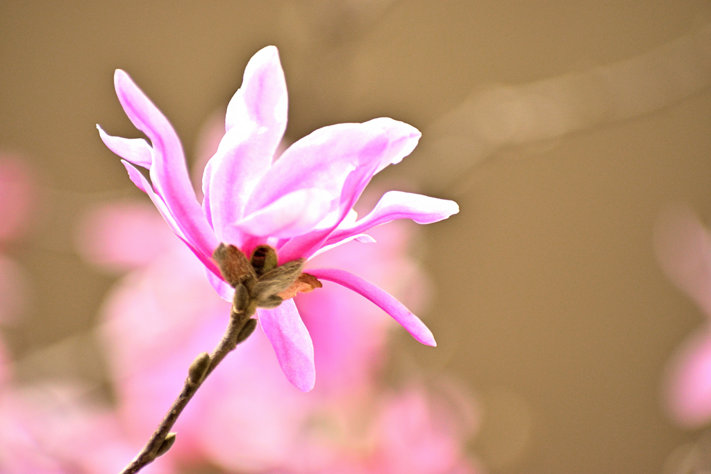 Spring has come! ⑨