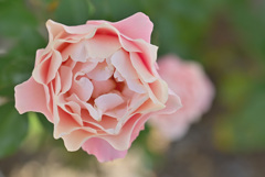 咲き進む秋バラたち