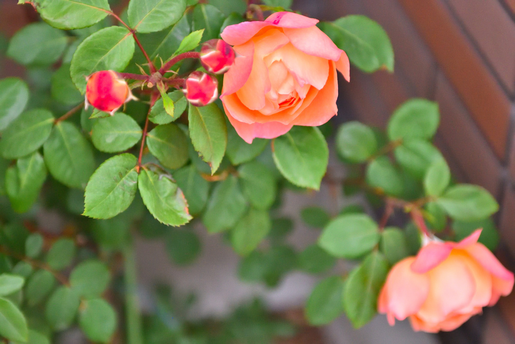 育て方を誤ったバラ