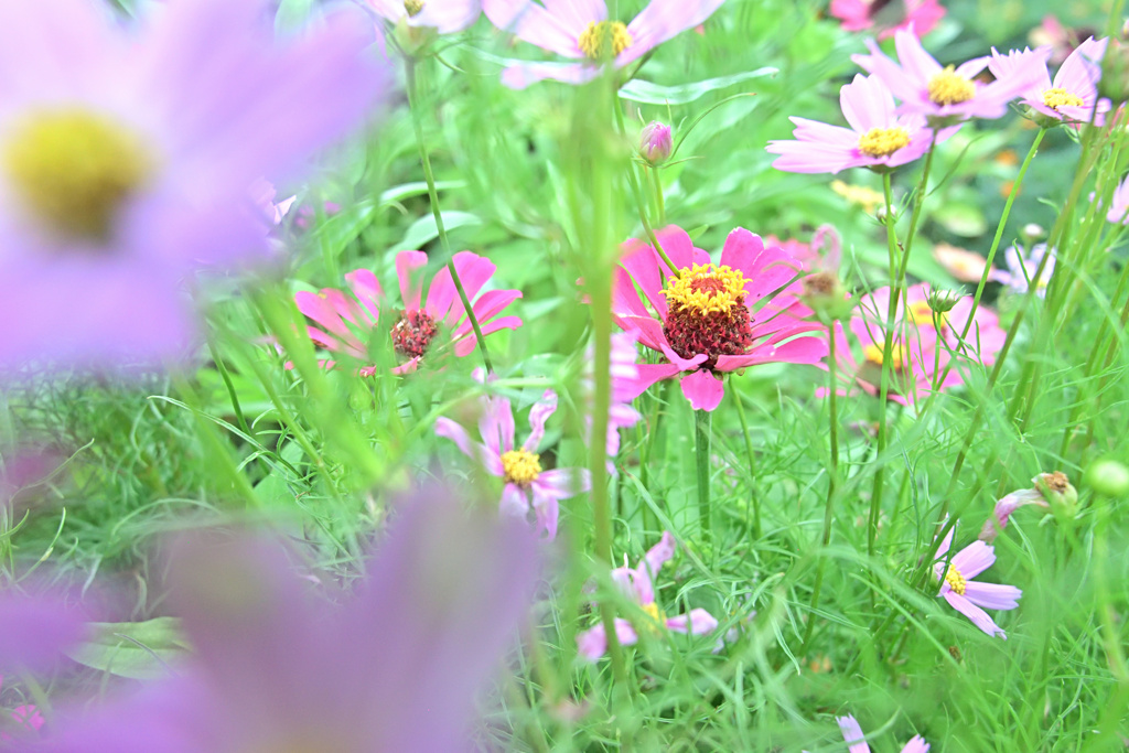 埋もれし仏花