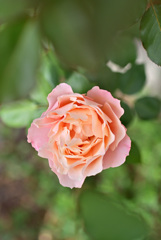 最終盤のバラたち