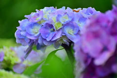散歩道に咲く紫陽花 1
