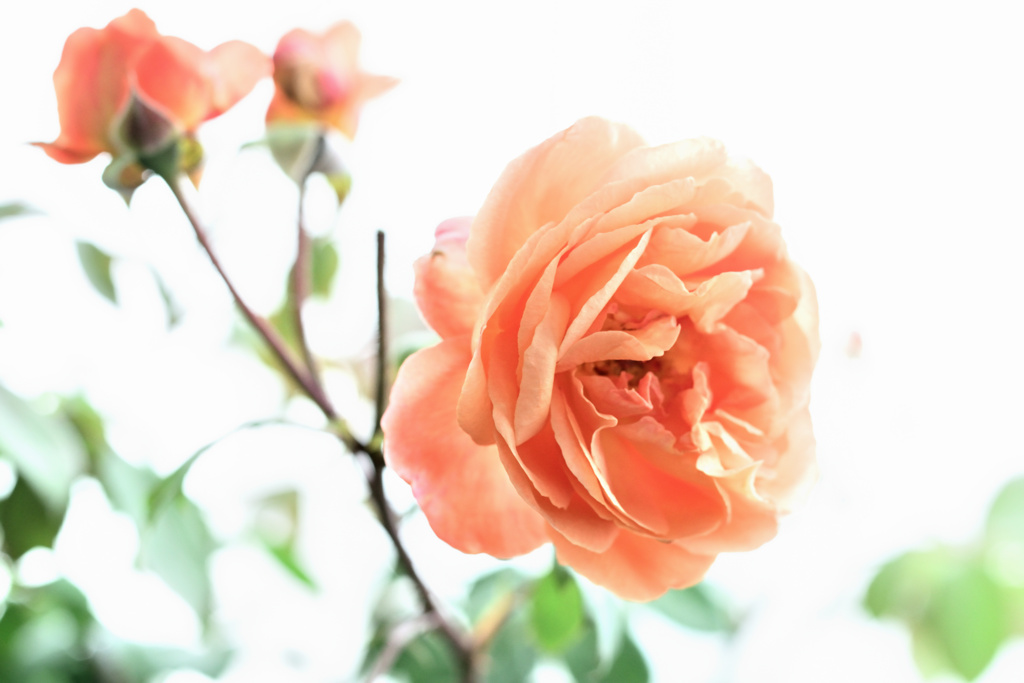 レディエマハミルトン 2番花