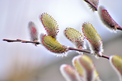 Spring has come! ②