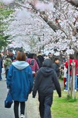 桜祭り 2