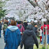 桜祭り 2