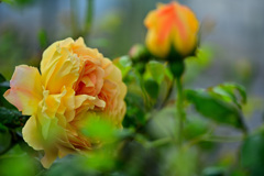 My rose 12