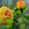 My rose 12