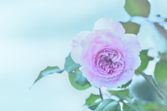 秋バラ咲く頃 15