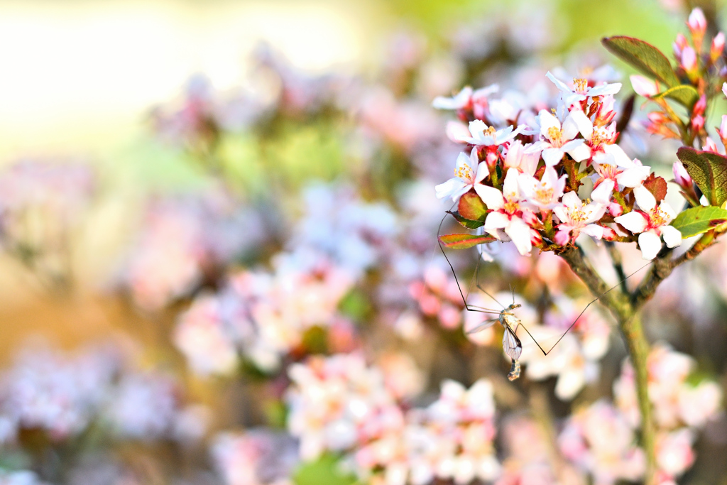 姫車輪梅、ガガンボ付き