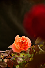 咲き進む秋バラたち