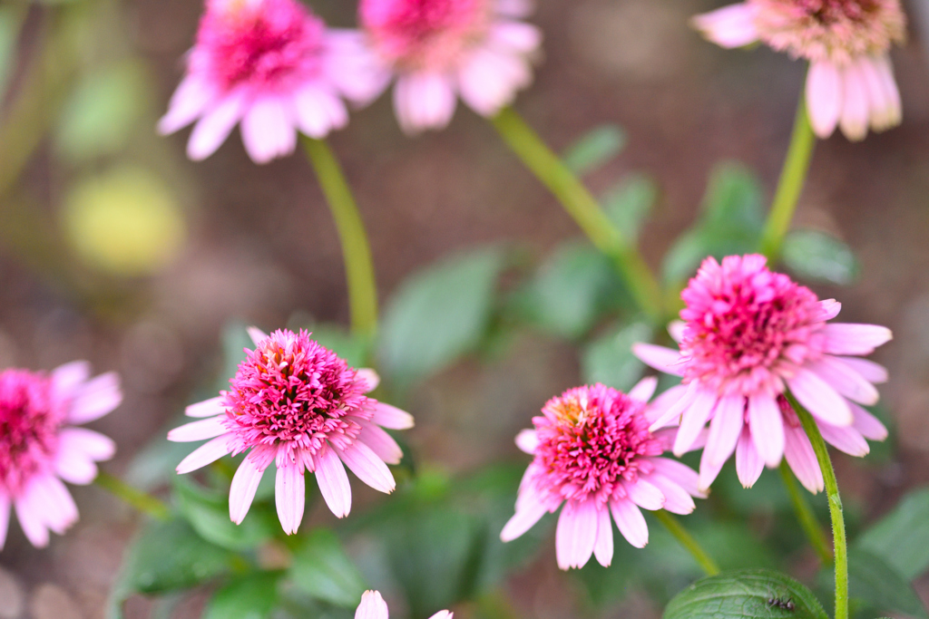 夏だ、元気だ！