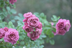My rose 31