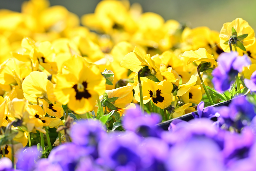 Spring has come! ⑮