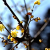 陸奥の早春賦 4