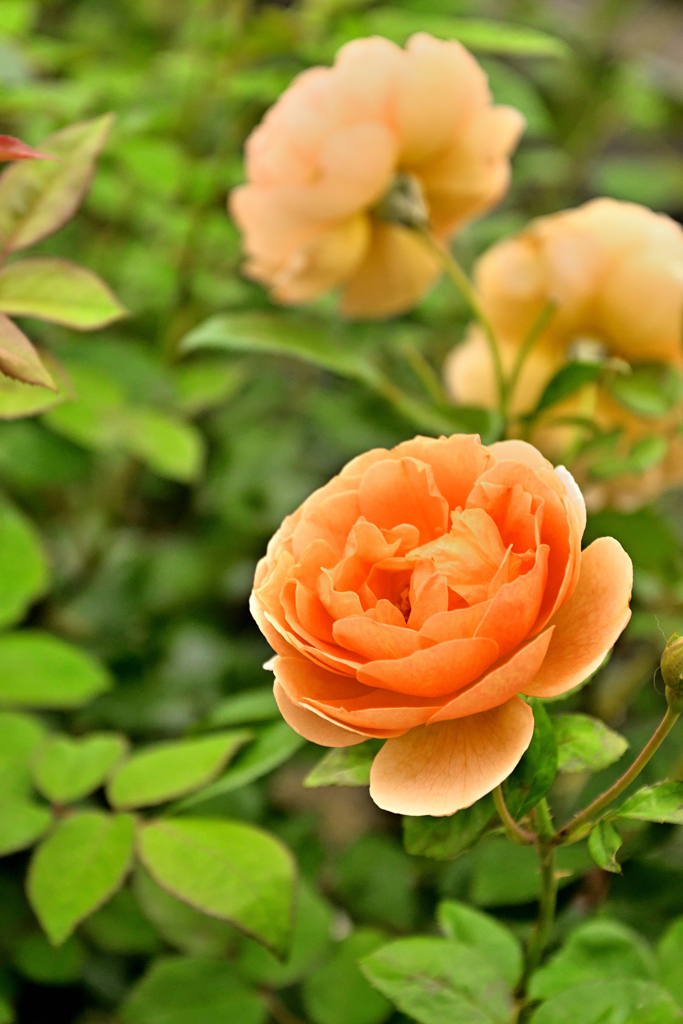 咲き進むバラたち 36