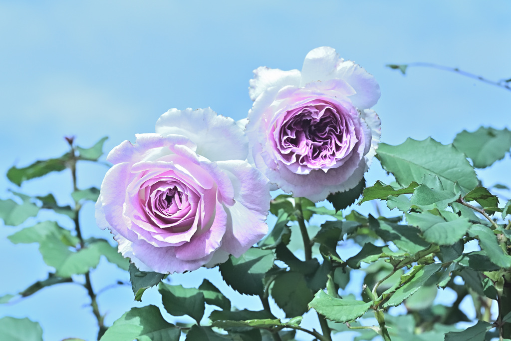 咲き進む秋バラたち