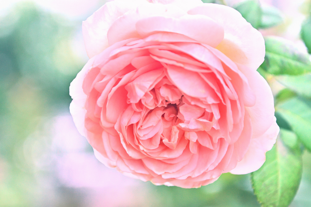 咲き進むバラたち 31