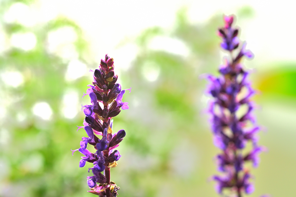 今季最後の花穂