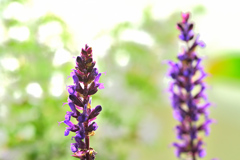 今季最後の花穂