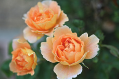 My rose 34